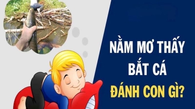 Mơ bắt được cá nên ghi con lô nào để trúng đậm