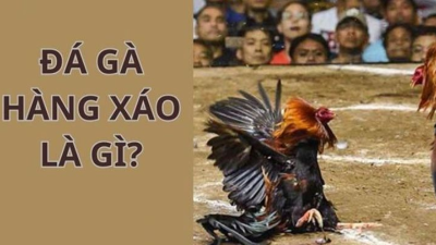 Đá gà hàng xáo - Hướng dẫn về các kỹ thuật và quy tắc